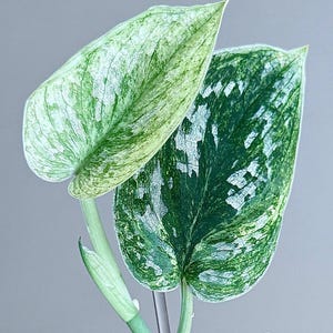 Scindapsus pictus Nebula (Variegated Argyraeus)