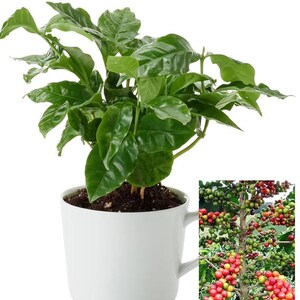Coffee Arabica Tree Beans seeds - Quantity of 10