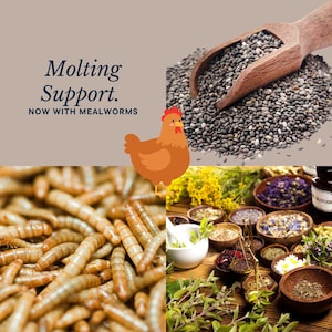Molting Support. Now with mealworms
