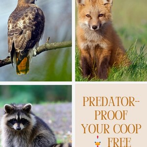 Puede incluir: Un collage con un halcón, un zorro y un mapache. El texto dice "PREDATOR-PROOF YOUR COOP FREE PRINTABLE PLAN" con un dibujo de un pollo. El título es "THE BACKYARD FLOCK". La imagen promociona un plan imprimible gratuito.