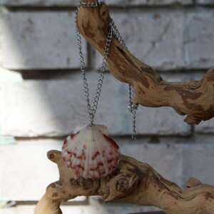 Seashell Necklace