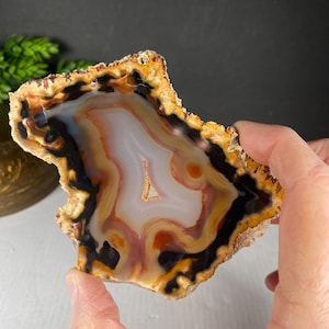 May include: A polished agate slice featuring concentric bands of translucent white, warm orange, and deep black. The stone has a rough, textured outer edge in shades of tan and brown, with a small, central crystalline cavity visible in the middle.