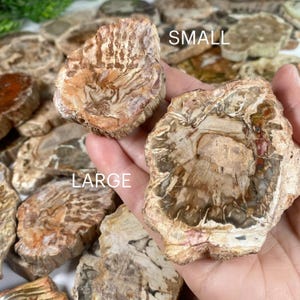 May include: Two pieces of petrified wood, one labeled "SMALL" and the other "LARGE". The wood has a mix of brown, tan, and cream colors with visible grain patterns. The background shows more pieces of petrified wood.