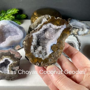 May include: A collection of geode specimens with a variety of colors and textures. The geodes are cut open, revealing crystal formations in shades of white, gray, and purple. The outer shell is a mix of brown and gold. Text on the image reads "Las Choyas Coconut Geodes."