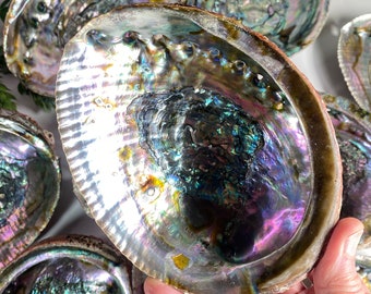 Abalone Shell from Mexico, Natural Rainbow Abalone Shell bowl or smudging dish, Average 5 inches, Large and colorful, No 931