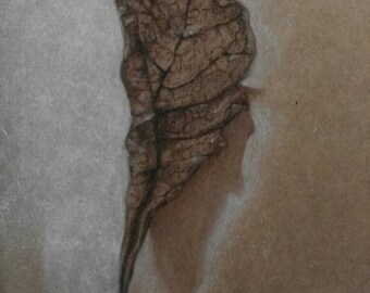 Art Drawing Wilted Dry Leaf Sepia Chalk  Brown Paper Original A4 Botanical Art