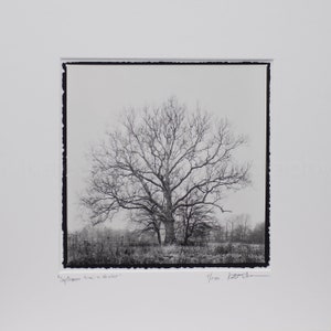 Sycamore Tree In Winter