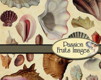 Assorted Shells Murex Two Reef Rock Specimens Sea Shell Assortment Carrier Shell Spider Conch 7 Shells Whelk Shell Collecting Cones