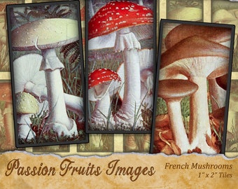 Vintage French Mushroom Images 1 x 2 Domino Tiles Digital Collage Sheet--Instant Download