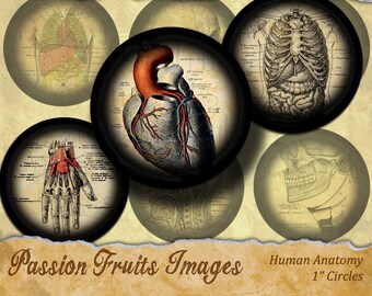 1 inch bottlecap rounds  Antique Anatomical Drawings Digital Collage Sheet--Instant Download