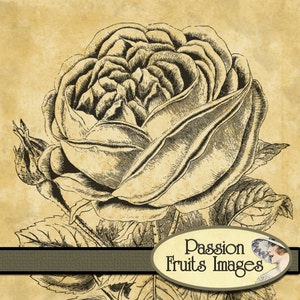 Victorian Roses Photoshop Brush set ABR files and .PNG Files