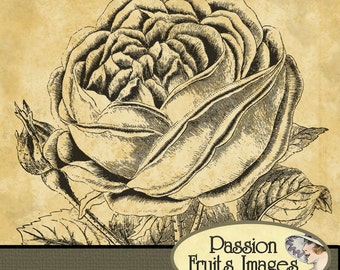 Victorian Roses Photoshop Brush set ABR files and .PNG Files