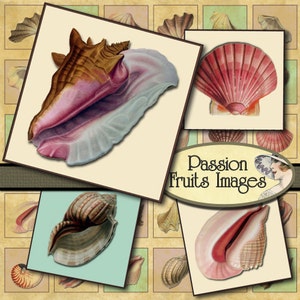 Seashells Digital collage sheet- 1&quot; Squares