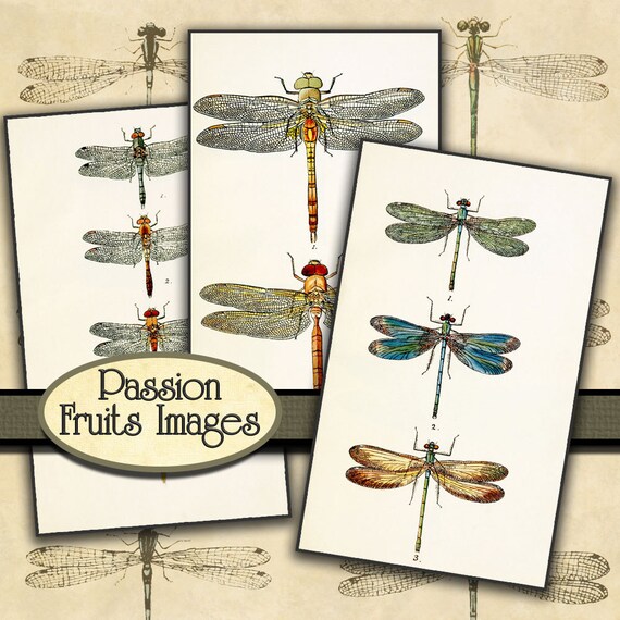 Antique Victorian Dragonfly Images- a digital image collection-- Instant Download
