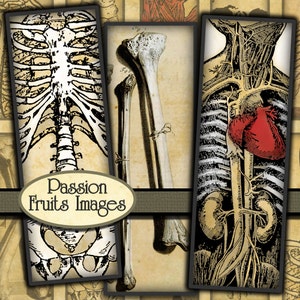 Old Bones halloween digital collage sheet-  1x3 microscope slides  Instant Download