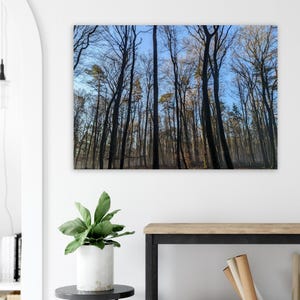 Wald Poster - Bild Wald Poster - Pfalz - Pfälzer Wald - Rheinland-Pfalz Poster ungerahmt - Bäume im Pfälzer Wald - Pfalzliebe