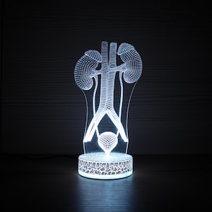 May include: A white 3D-printed anatomical model of the human urinary system, including kidneys, ureters, bladder, and urethra. The model is illuminated with a soft white light, and sits on a patterned base. The background is dark.