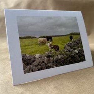 Carte de correspondance vaches irlandaises avec enveloppe