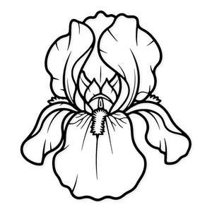 May include: A monochrome line drawing of an iris flower. The flower features large, textured petals and intricate internal details. The image is a simple, elegant illustration of a botanical subject.