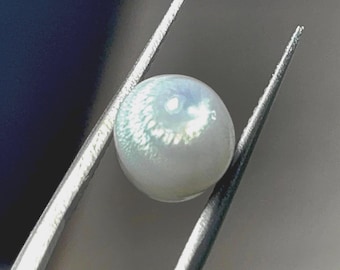 Natural Clam Pearl: 13.66 Carat Dome-Shaped Collector's Gem - Etsy