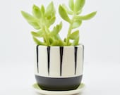 Mini Porcelain Hand Painted Succulent Planter with Drain Dish