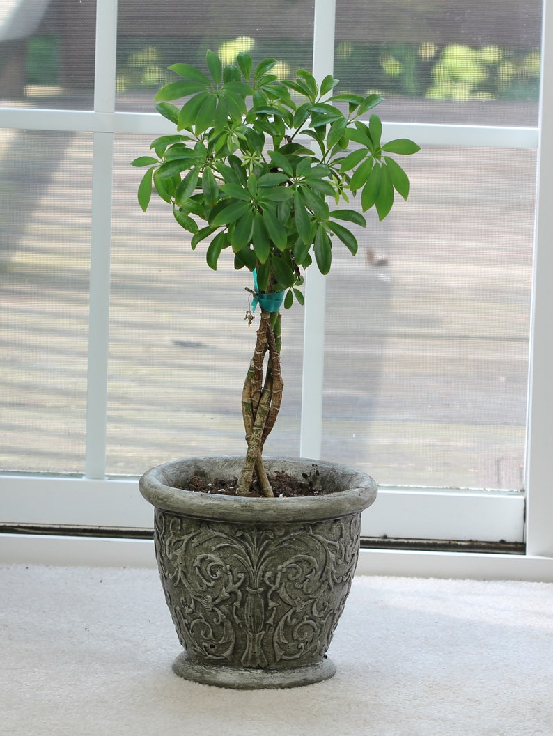 Concrete Planter 9