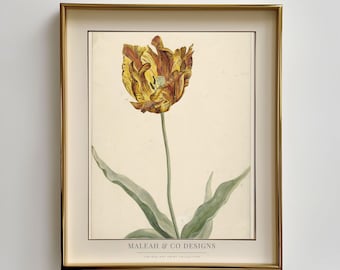 Vintage Tulip Botanical Print: Antyczna kwiatowa sztuka ścienna (do pobrania cyfrowego)