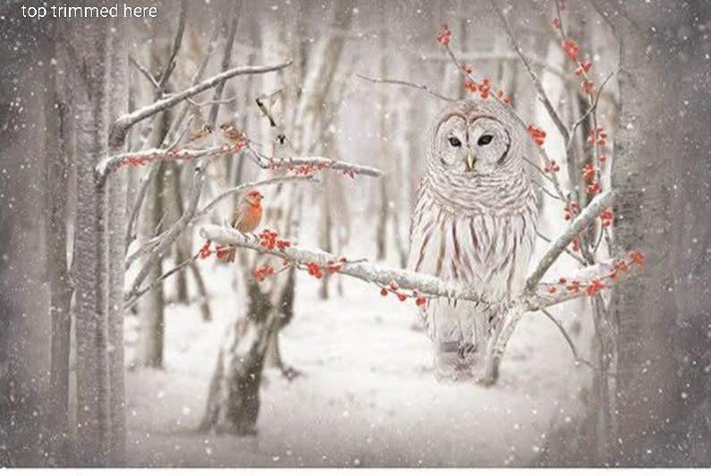 OOP Hoffman Call of the Wild Birch/Owl cotton Panel S4722-126 white owl panel Harry Potter owl in the snow with red berries Top Trimmed panel