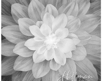 Large black and white flower panel S#4389 ONYX- Dream Big- Hoffman quilt cotton fabric panel