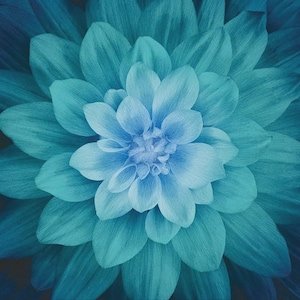 Peut inclure: Un dahlia bleu sarcelle vibrant avec de nombreux pétales superposés rayonnant depuis le centre. Les pétales présentent un dégradé de tons bleus et verts, avec des textures fines visibles sur chaque surface, créant un motif floral symétrique.