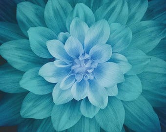 HOFFMAN large teal flower panel S#4389 Dream Big collection, quilting cotton fabric panel