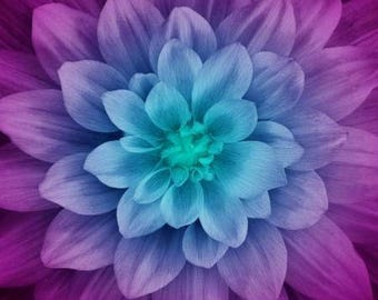 HOFFMAN aurora purple blue large flower fabric panel, Dream Big S#4389 designed by Jeanie Agero , 100% quilting cotton