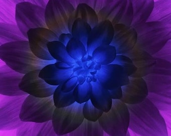 Blacklight Large Flower fabric panel S#4389- Jeanie Agero- Dream Big- Hoffman quilt cotton fabric