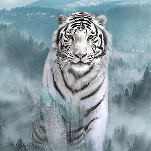 May include: A majestic white tiger with black stripes and blue eyes is the focal point of this image. The tiger is set against a backdrop of a misty forest and mountains, creating a serene and natural scene.