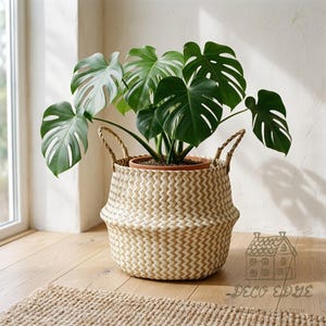Puede incluir: Una planta Monstera deliciosa con hojas grandes, divididas y de color verde oscuro en una maceta de terracota, colocada dentro de una cesta de junco marino tejida con un patrón de chevrón beige y blanco y dos asas laterales.