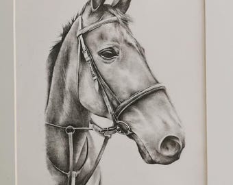 animal portraits