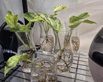 Pothos marmurkowy – sadzonka w glebie
