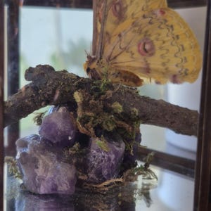 Peut inclure: Un papillon aux ailes jaunes et brunes, conservé dans un terrarium en verre. Le papillon repose sur une branche avec de la mousse et des cristaux d'améthyste violets. Le terrarium a un cadre en métal foncé.