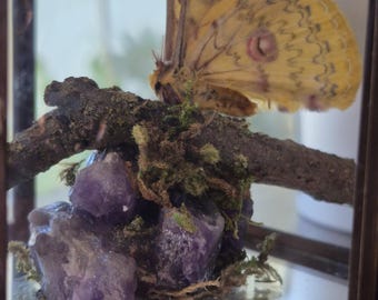 Mały motyl latarnik wypchany *PRAWDZIWY motyl *PRAWDZIWY ametyst