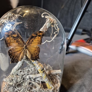 Può includere: Una farfalla conservata con ali marroni e arancioni è esposta in una cupola di vetro con una base di sughero. La farfalla è posata su un ramo con muschio e licheni.