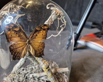Taksydermia owadów i motyli, ramki do zdjęć, entomologia, owady