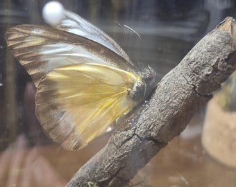 Piękny wypchany motyl w korkowym kloszu. Naturalne otoczenie. Grafika 3D.
