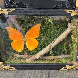 Shadow Box (Medium)