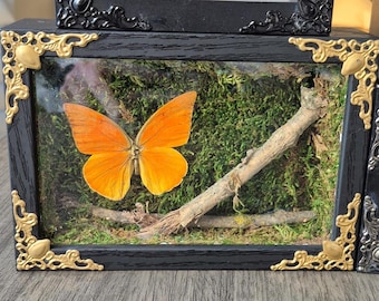 Shadow Box (Medium)