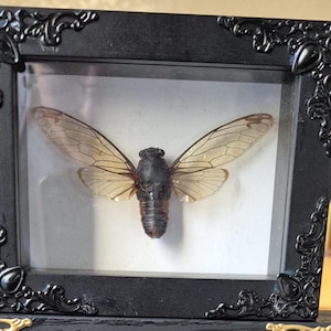 Shadowbox (Small)