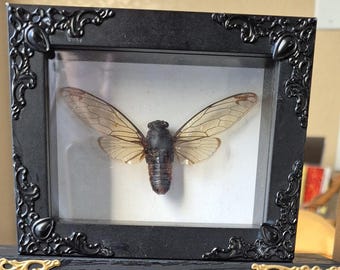 Shadowbox (Mały)