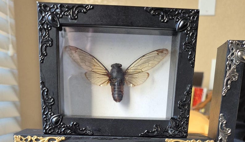 Cicada Shadowbox