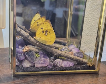 Borboleta taxidermizada única e belíssima* em caixa de vidro para exibição. Borboleta de tamanho médio.