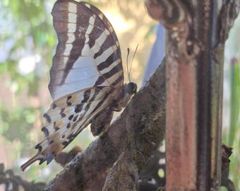 Motyl w latarni
