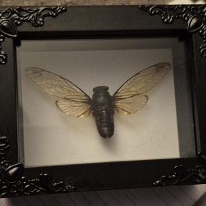 Small Shadowbox with Cicada